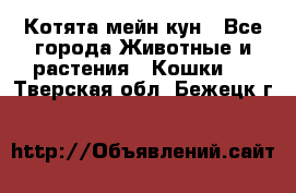 Котята мейн кун - Все города Животные и растения » Кошки   . Тверская обл.,Бежецк г.